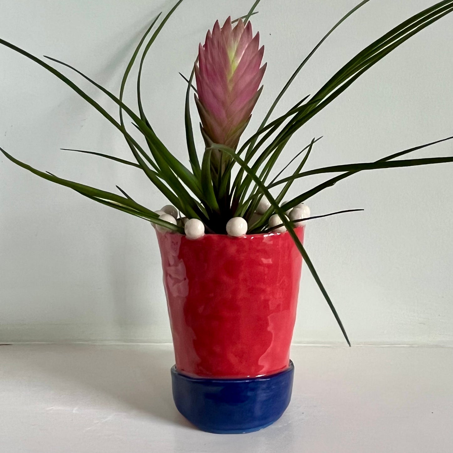 Dachshund in Red Balaclava with Blue Collar