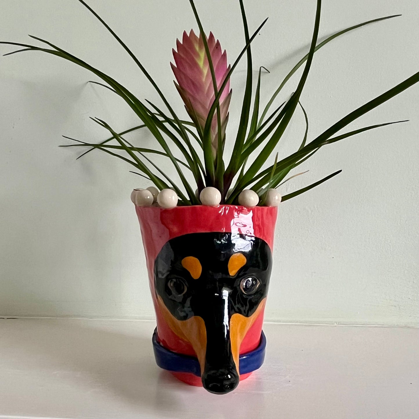 Dachshund in Red Balaclava with Blue Collar